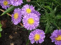 DSCF0927.webp