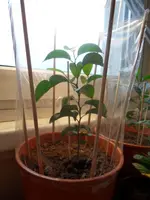 Mandarinenbaum 1.webp
