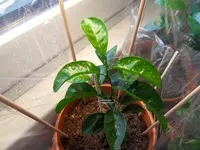 Mandarinenbaum 2.webp