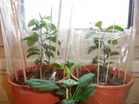 Mandarinenbaum 3.webp