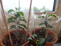 Mandarinenbaum 4.webp