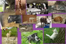 Tierbabys1.webp