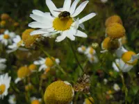 Tierisch002.webp