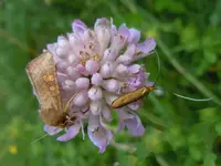 Tierisch003.webp