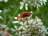 Tierisch011.webp