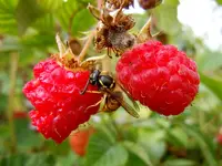 Tierisch001.webp