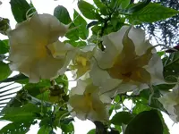 SD.webp