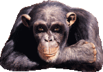 Affe L.gif