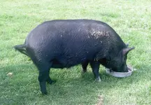 Schweinereien....webp
