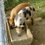 Schweinereien... (1).webp