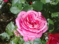 140720113097.webp