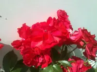 140720113098.webp