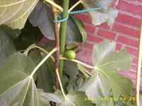 kakteen 028.webp