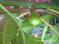kakteen 029.webp