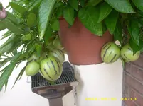 kakteen 030.webp