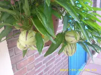 kakteen 031.webp