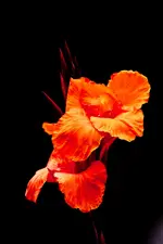7D, 70-200L4 (64 von 96).webp