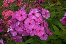 Garten Juli2 004.webp