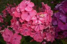 Garten Juli2 005.webp