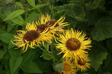 Garten Juli2 006.webp