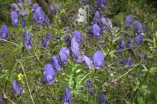 Garten Juli2 007.webp