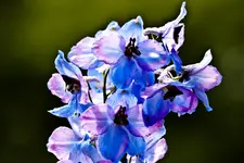 7D, 70-200L4 (58 von 96).webp