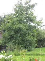 walnuß.webp
