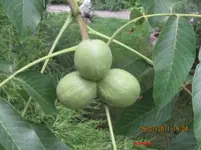 walnuss2.webp