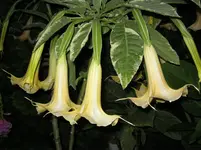 garten 069.webp