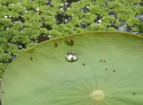 Wassertropfen_1_7_DSC02022.webp