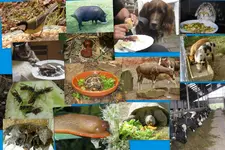 Tiere am Freßplatz.webp