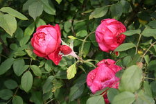 Benjamin Britten.webp