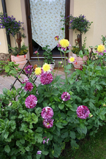 Dahlien.webp