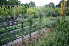 Gemüsegarten.webp