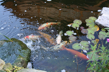 Koi.webp