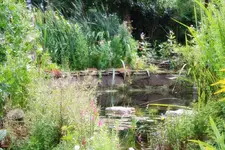 nochmal Teich.webp