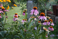 Rudbeckia.webp