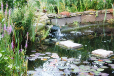 Teich.webp