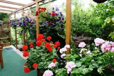Terrassenblumen.webp