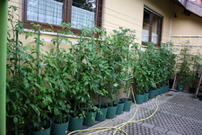 Tomatenparade.webp
