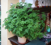 Zitronen Geranie.webp
