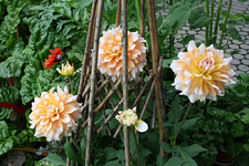 Unbekannte Dahlie.webp