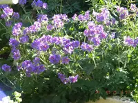 DSCN0399.webp