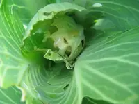 Raupen und Puppen Löcher im Kraut.webp