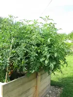 Tomaten wuchern.webp