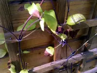 clematis1.webp