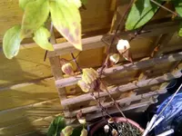 clematis2.webp