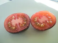 N 442.webp