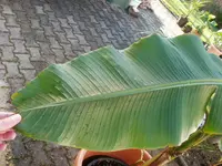 Musa1b.webp