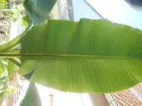 Musa1c.webp